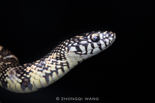 Eastern Kingsnake