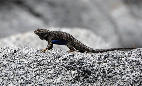 iNaturalist observation photo of Western Fence Lizard