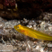 Golden Goby - Photo (c) Tim Cameron, all rights reserved, uploaded by Tim Cameron