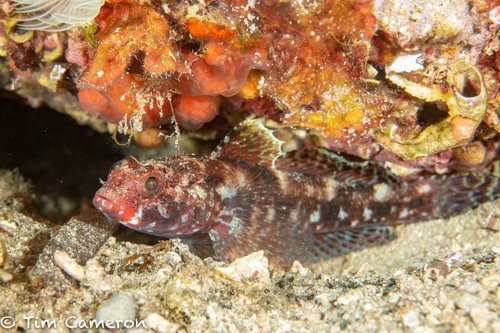 Red-mouthed Goby