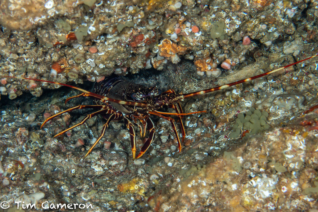 European spiny lobster