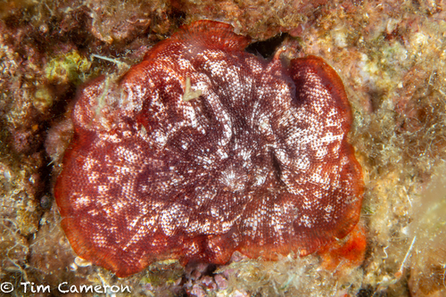 Schizobrachiella sanguinea · iNaturalist