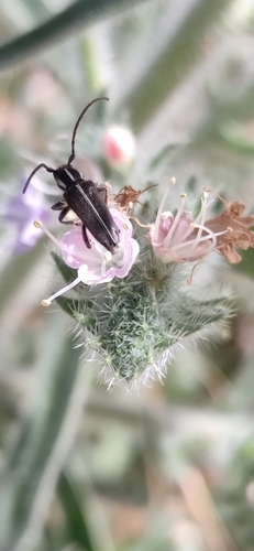 Coptosia