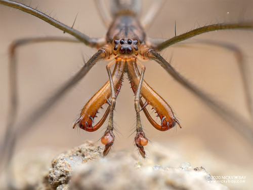Tetragnatha josephi