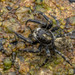 Diplocanthopoda marina - Photo (c) Nicky Bay, kaikki oikeudet pidätetään, lähettänyt Nicky Bay