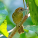 Gray-faced Tit-Babbler - Photo (c) Jose Teixeira, all rights reserved, uploaded by Jose Teixeira