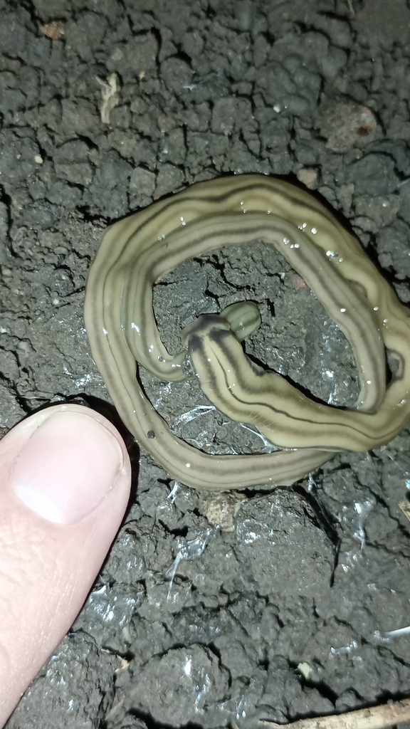 Shovelheaded Garden Worm from Ramallo, Provincia de Buenos Aires