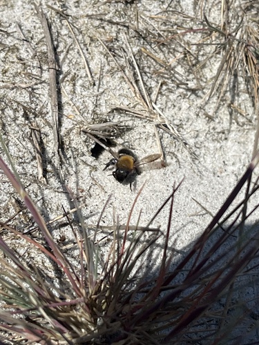 Osmia maritima