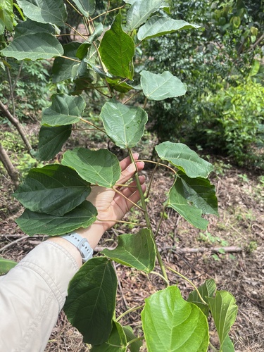 Alchornea cordifolia
