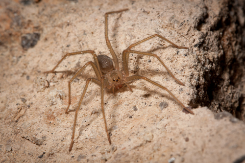 Desert Recluse