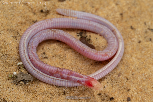 Florida Worm Lizard