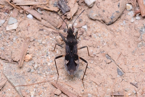 Metochus abbreviatus Scott, 1874