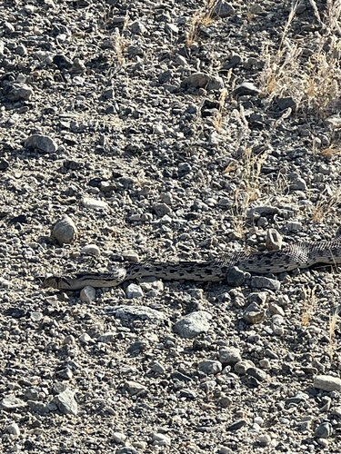 iNaturalist observation photo of Gopher Snake
