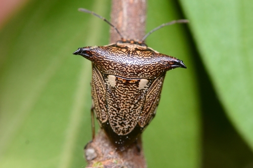 Alcimocoris japonensis · iNaturalist