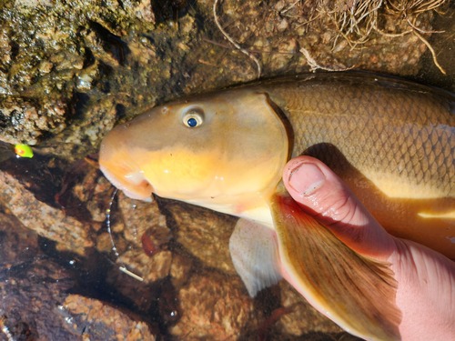 Sonora Sucker