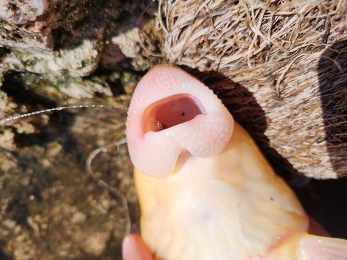 Sonora Sucker
