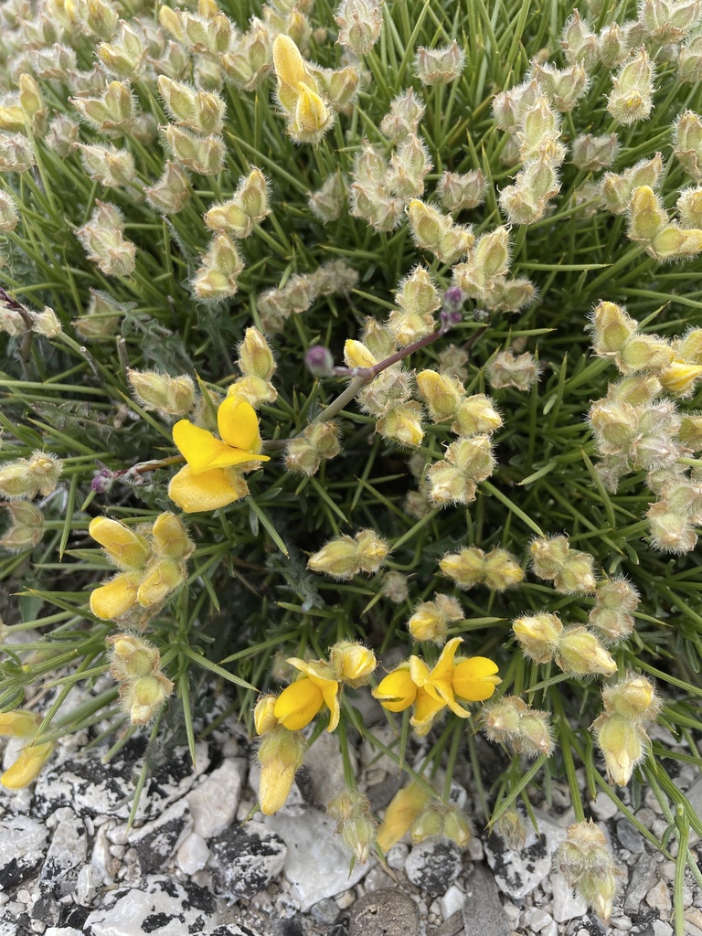 Piorno fino