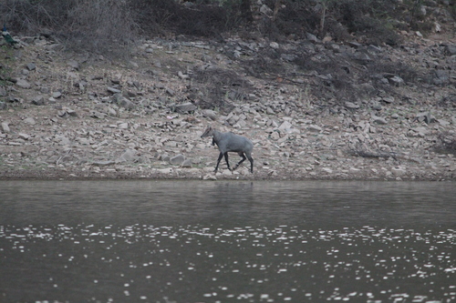 Nilgai
