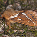 Korscheltellus lupulina - Photo (c) petermclight, todos los derechos reservados