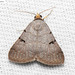 Plecoptera oculata - Photo (c) Natthaphat Chotjuckdikul, all rights reserved, uploaded by Natthaphat Chotjuckdikul