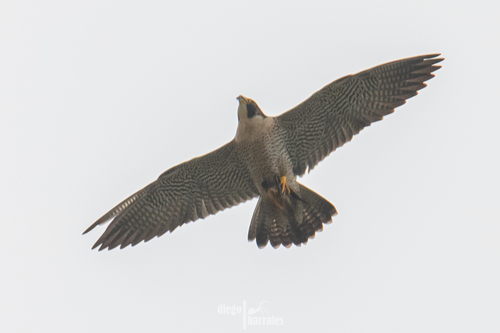 アメリカハヤブサ (亜種 Falco peregrinus anatum) · iNaturalist