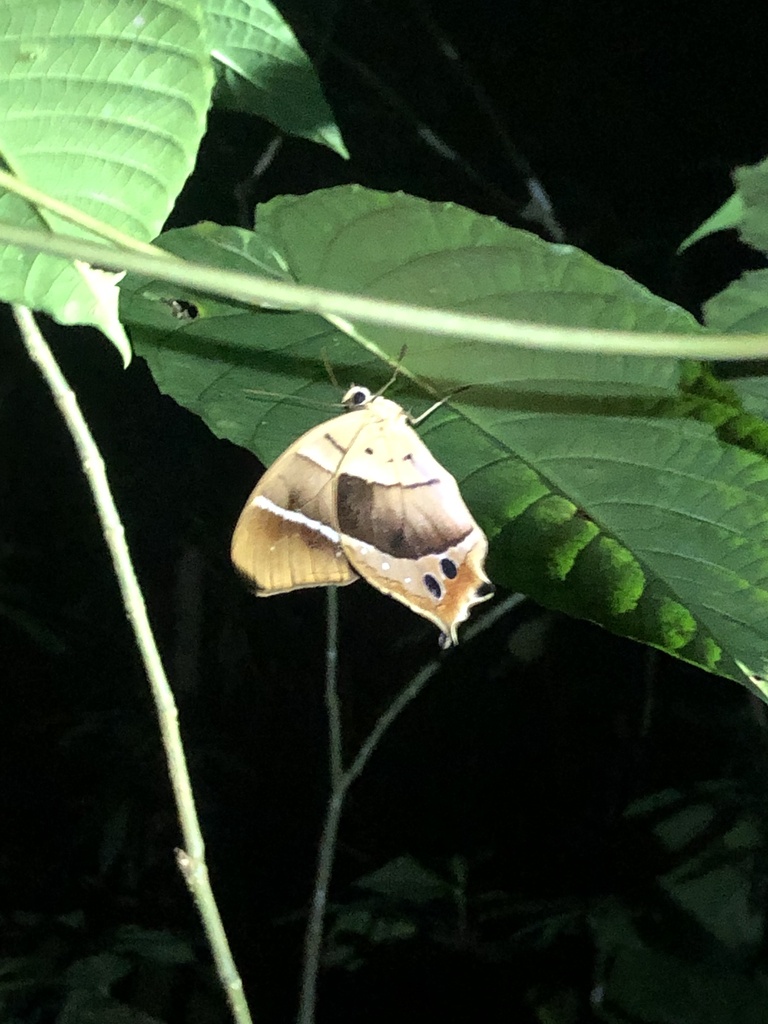 Antirrhea philoctetes in May 2024 by Tyler Irvin · iNaturalist