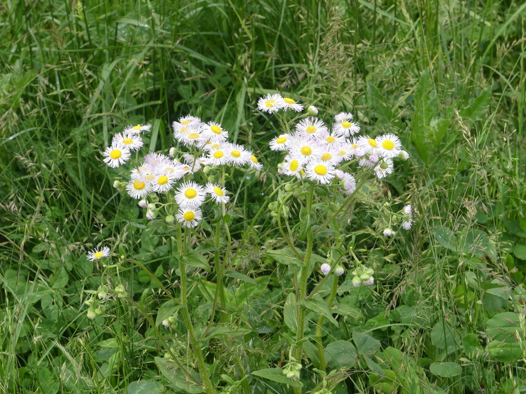 philadelphia-fleabane-from-lucas-county-oh-usa-on-may-17-2024-at-11