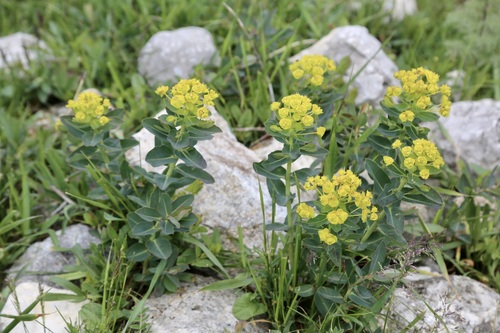 Euphorbia iberica