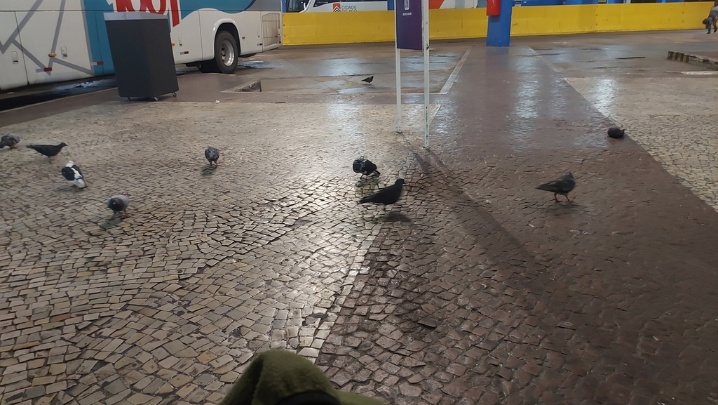 Feral Pigeon from Santo Cristo, Rio de Janeiro - RJ, 20220, Brasil on ...