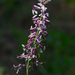 Streptanthus hyacinthoides - Photo (c) Eric Hunt, כל הזכויות שמורות