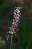 Streptanthus hyacinthoides - Photo (c) Eric Hunt, todos los derechos reservados