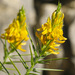Pincushion Gorse - Photo (c) mjcorreia, all rights reserved, uploaded by mjcorreia