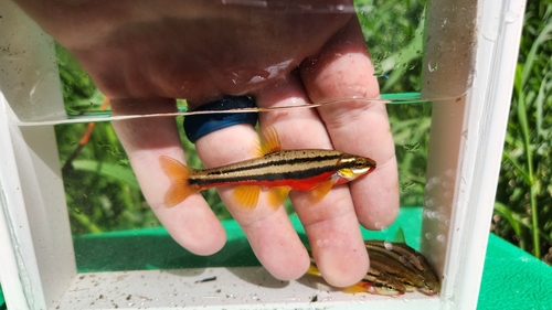 Chrosomus erythrogaster (Rafinesque, 1820)