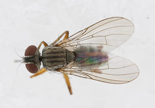 Coenosia exigua