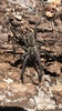Sosippus mimus - Photo (c) chadster256, all rights reserved, uploaded by chadster256
