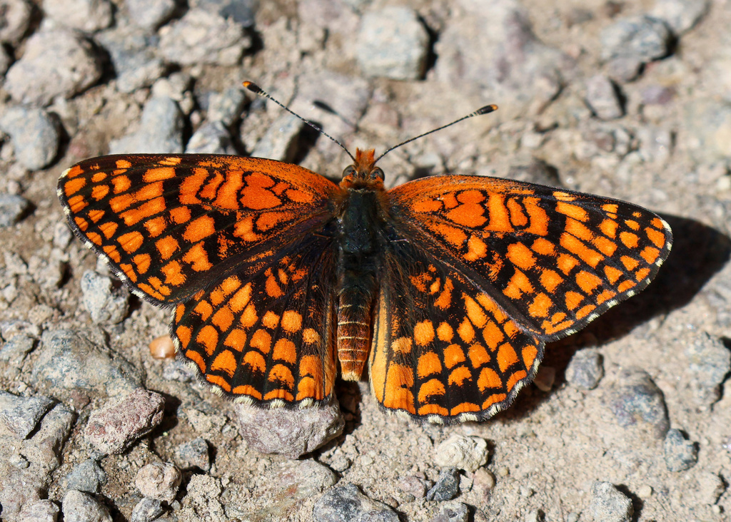 Chinati Checkerspot