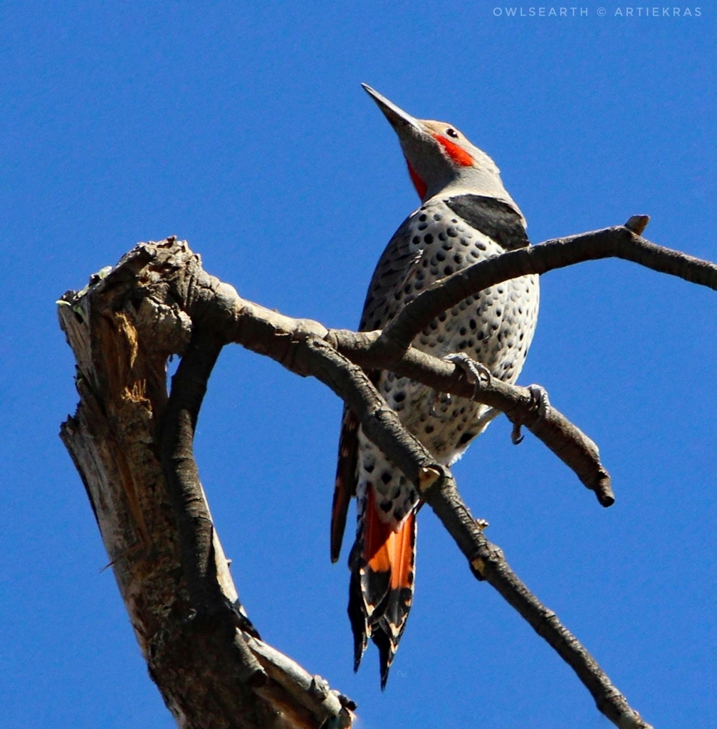 Northern Flicker from Wickenburg, AZ 85390, USA on December 20, 2020 at ...