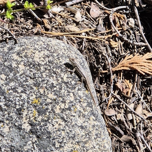 iNaturalist observation photo of Common Sagebrush Lizard