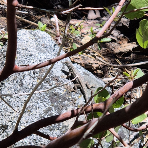 iNaturalist observation photo of Common Sagebrush Lizard