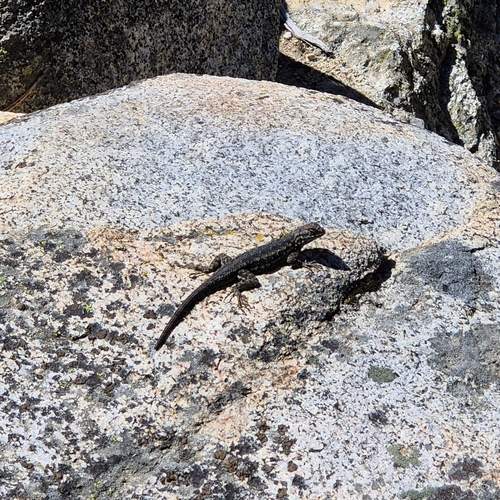 iNaturalist observation photo of Western Fence Lizard
