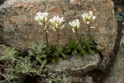 Noccaea fendleri ssp. californica