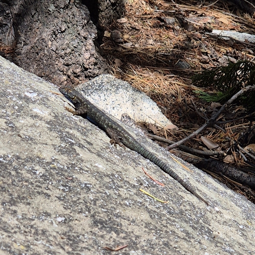 iNaturalist observation photo of Western Fence Lizard