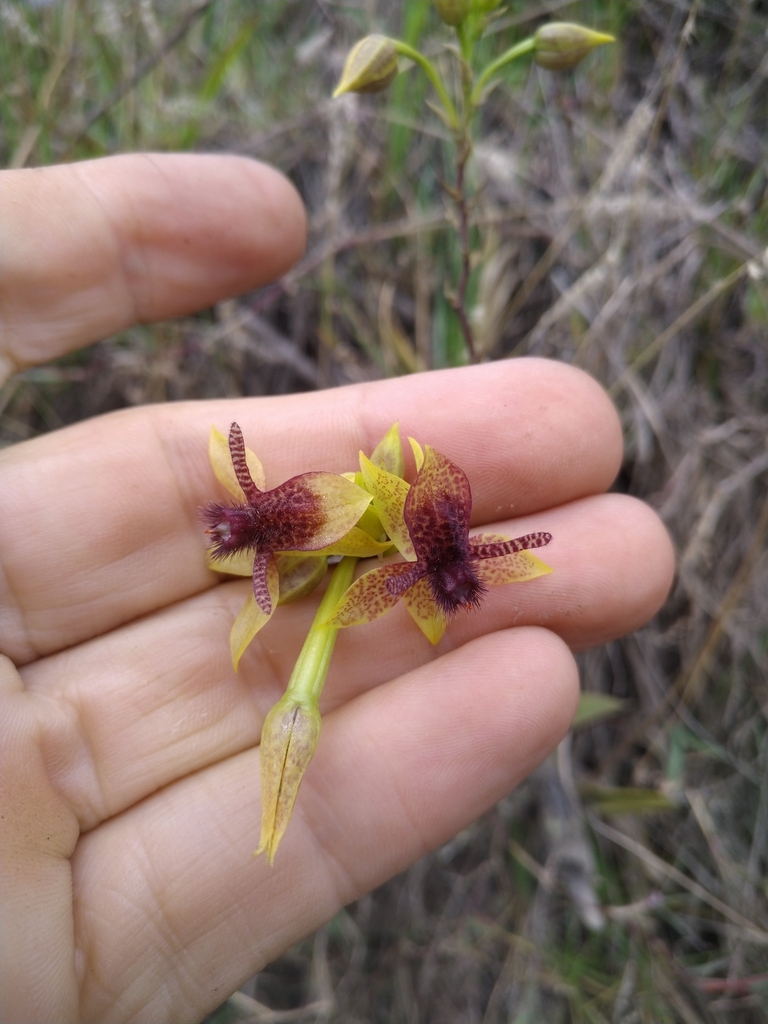 Andean Fly Orchid from Loja, EC-LJ, EC on May 17, 2024 at 04:38 PM by ...