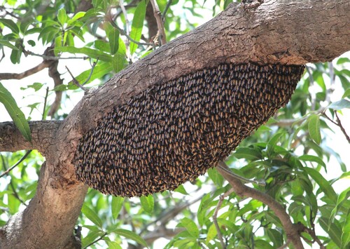 Giant Honey Bee