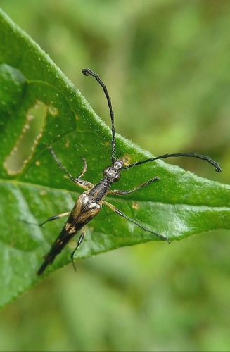 Strangalia saltator