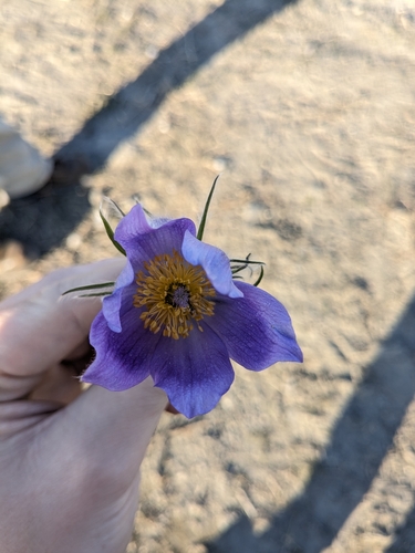 prairie pasqueflower