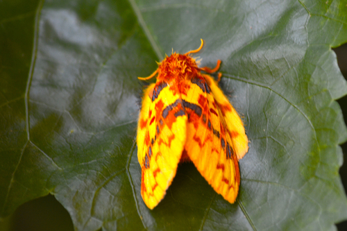 Chrysopsyche mirifica