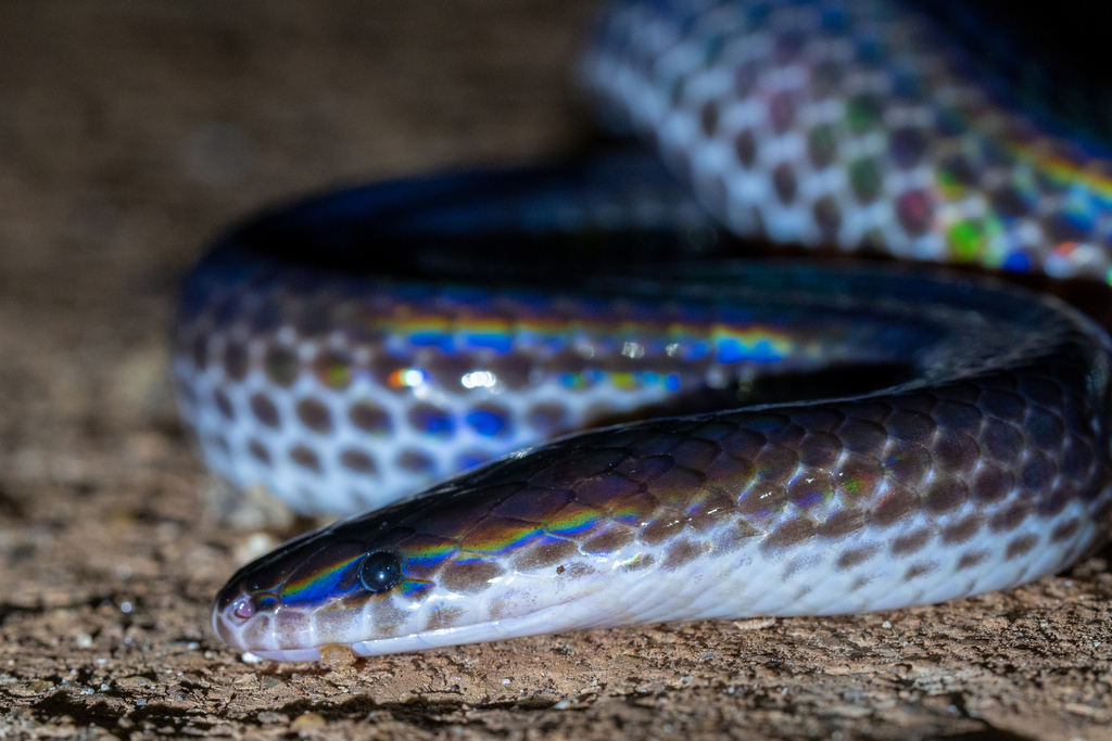 Asian Sunbeam Snake from Vĩnh Cửu District, Dong Nai, Vietnam on May 18 ...