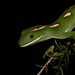 Elegant Gecko - Photo (c) Timothy Harker, all rights reserved, uploaded by Timothy Harker