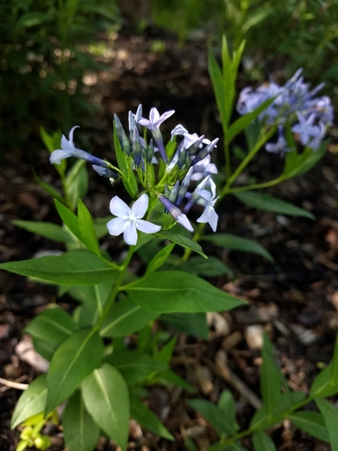 Amsonia orientalis